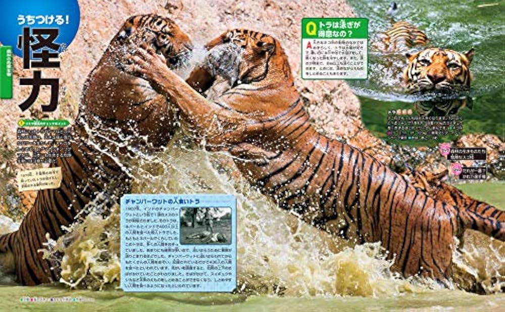 ◾️貴重品◾️ 猫背プログラム 手技動画教材　DVD 希少品》猫背プログラム 手技動画教材 DVD